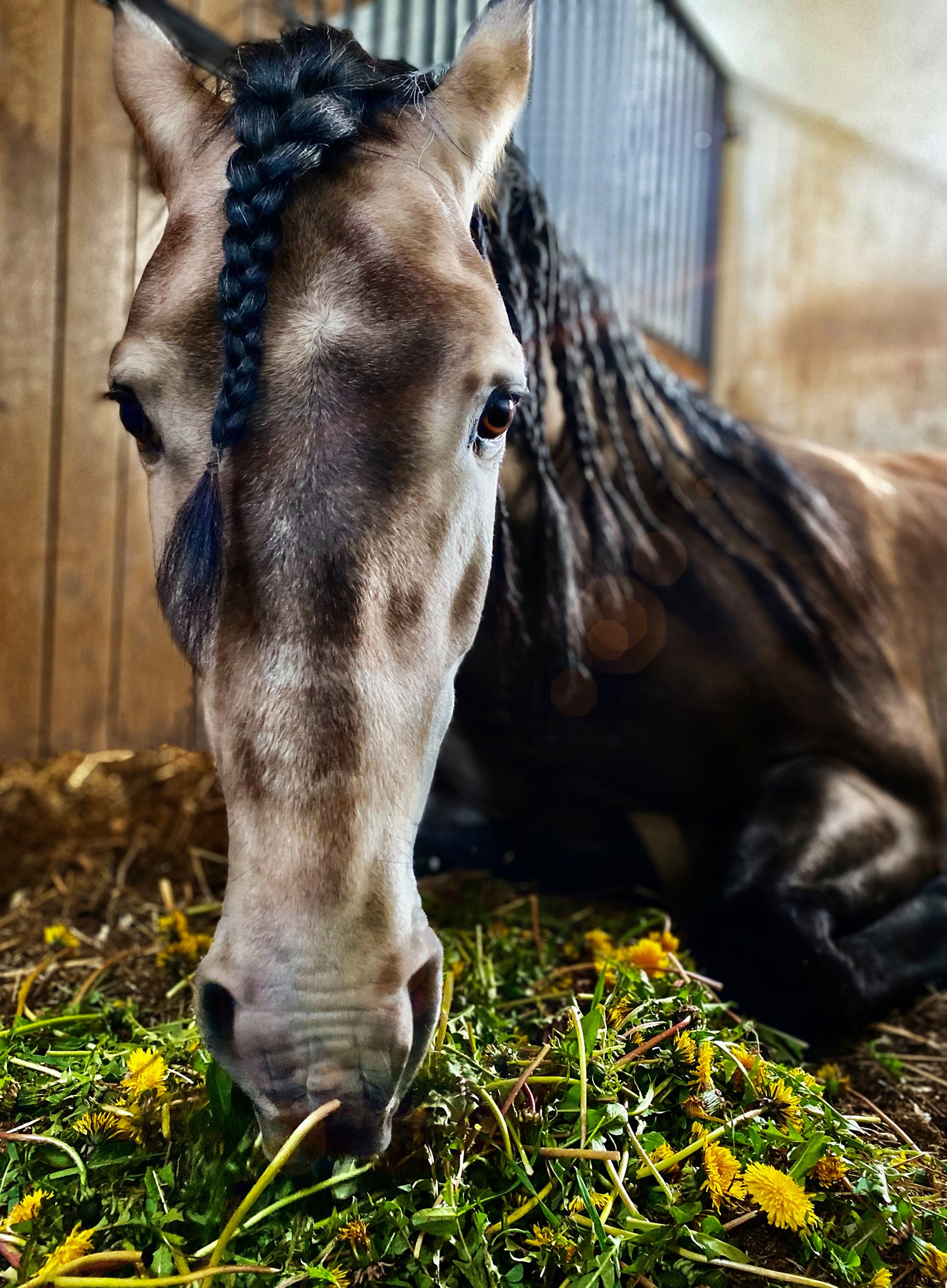 El Venado Stables, Poland - Pura Raza Espanola and Lusitano Horses